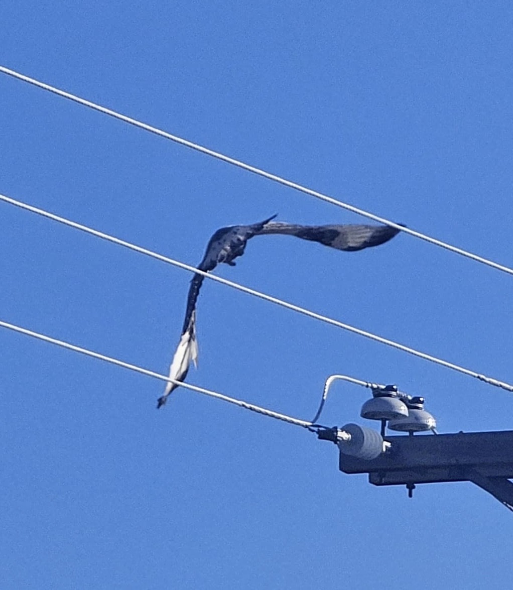 Rough-legged Hawk - ML652172607