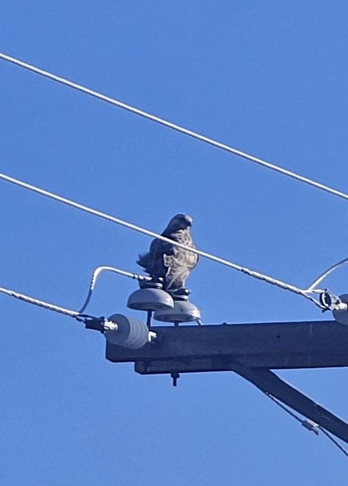 Rough-legged Hawk - ML652172608