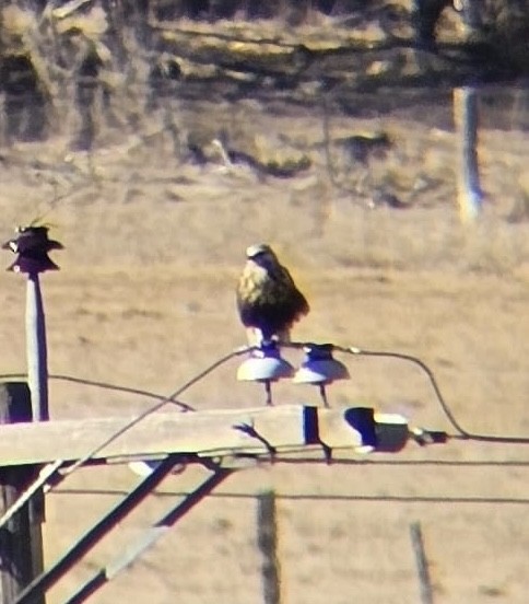 Rough-legged Hawk - ML652172609