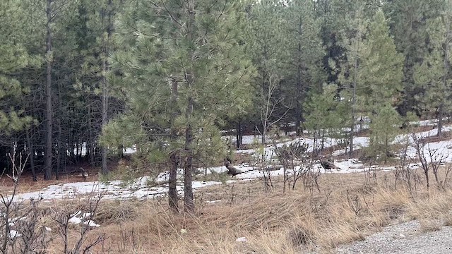 Yabani Hindi - ML652172758