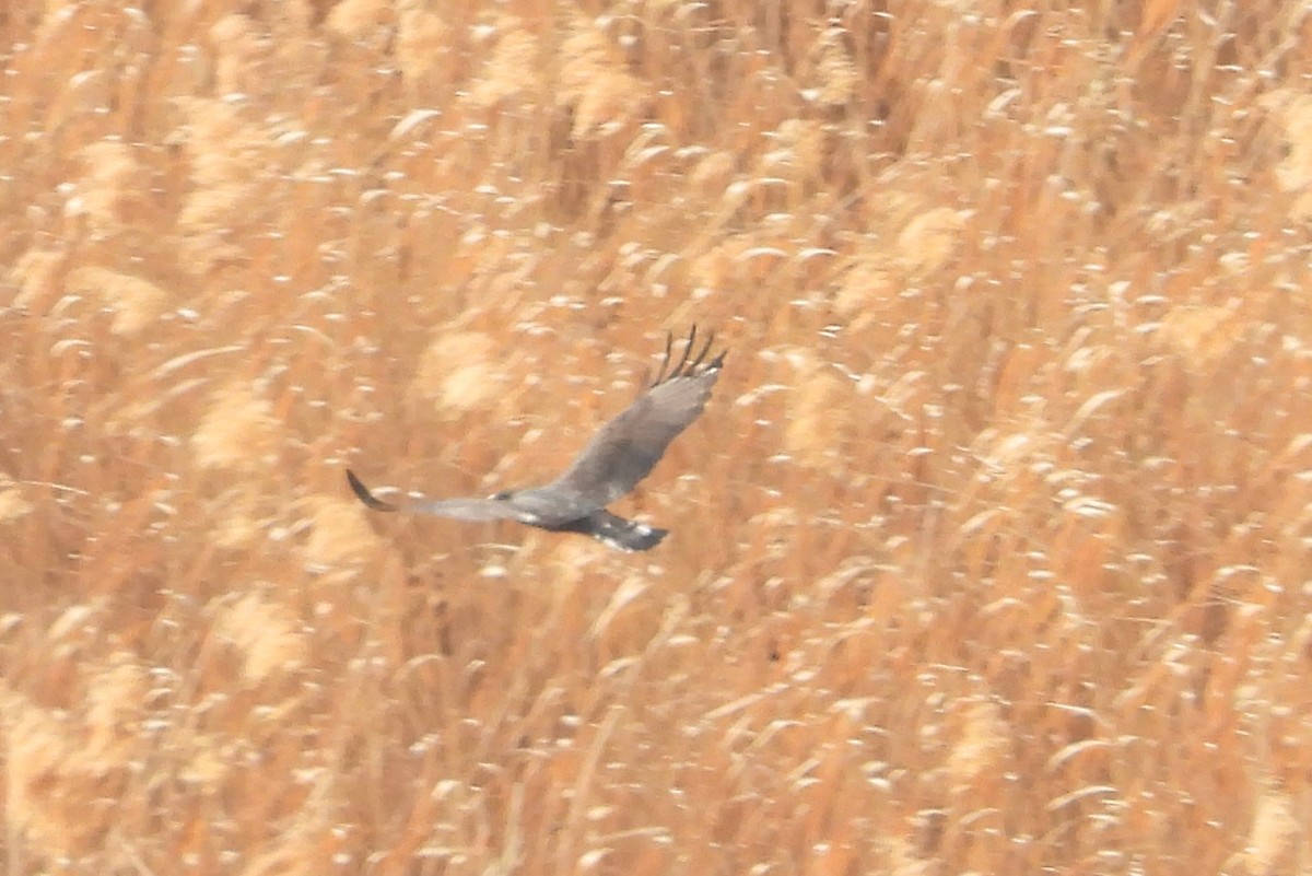 オビオノスリ - ML652172956