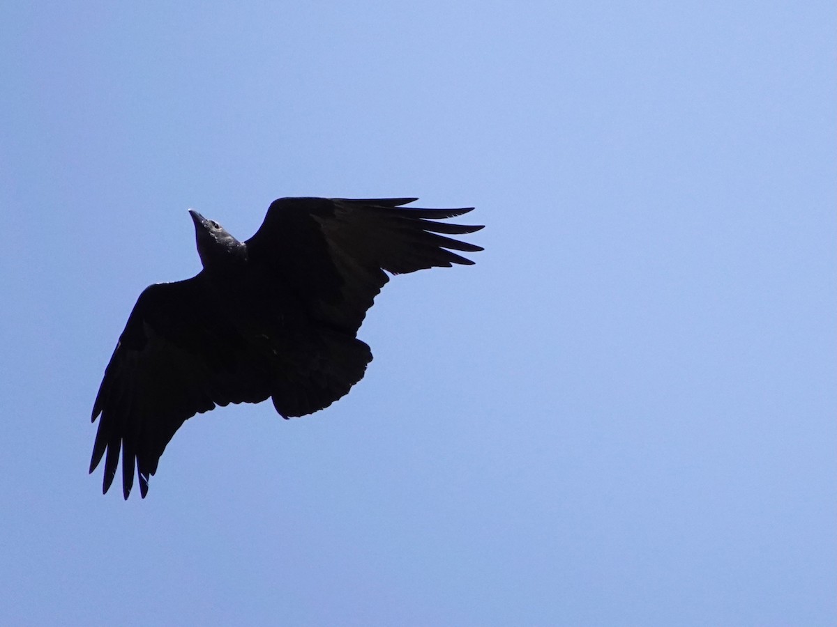 Fan-tailed Raven - ML652173158