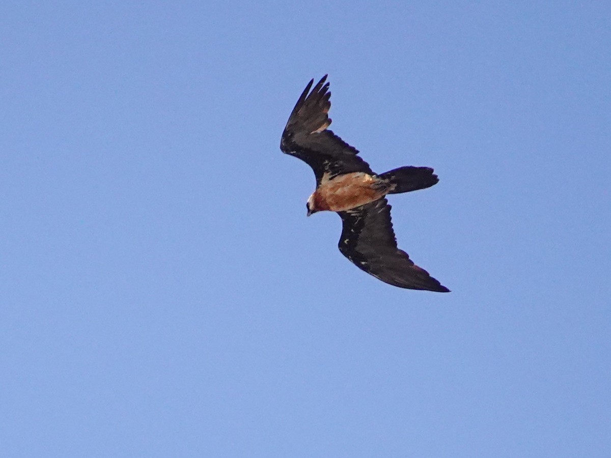 Bearded Vulture (African) - ML652173169