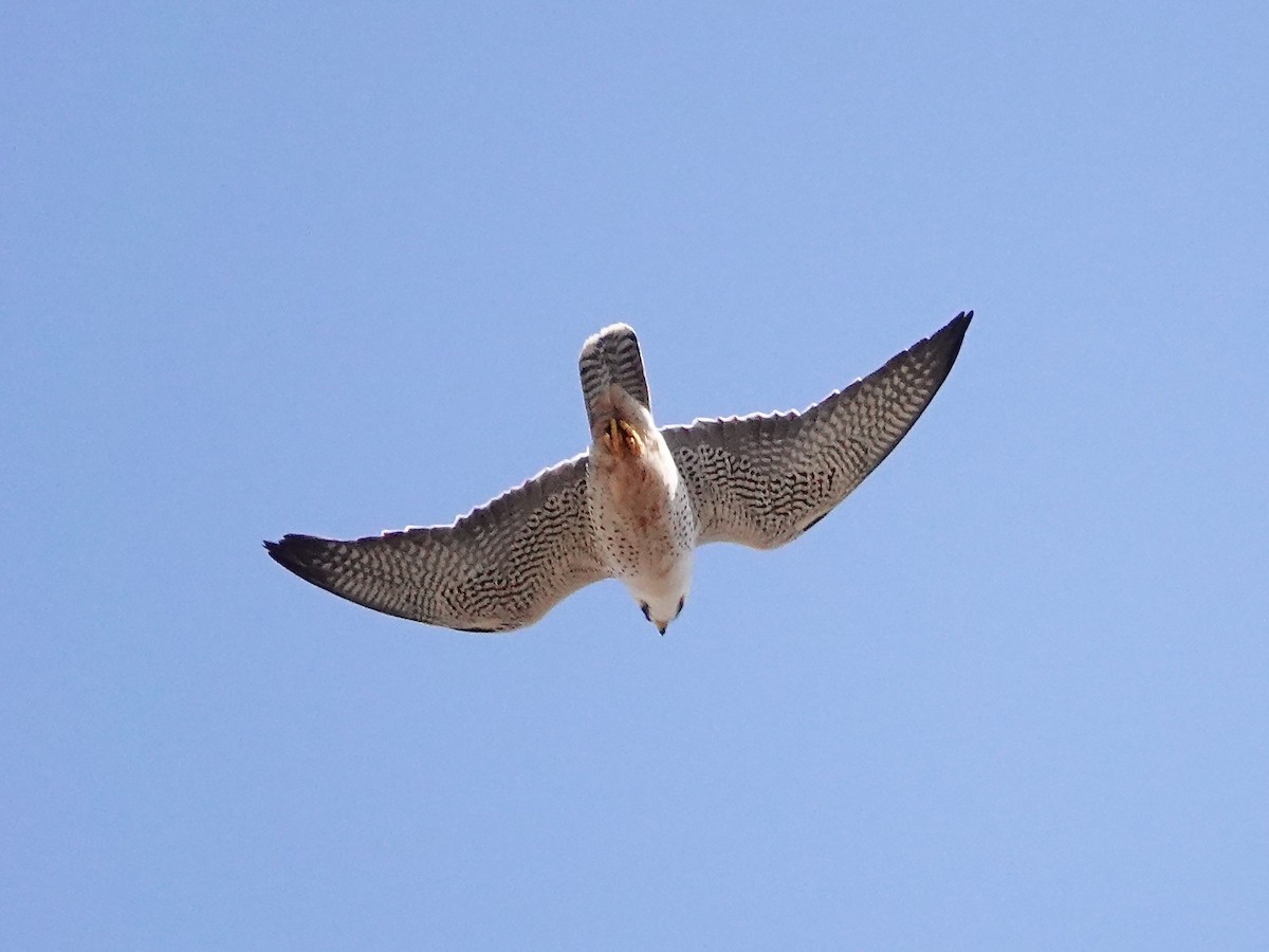 Lanner Falcon - ML652173176