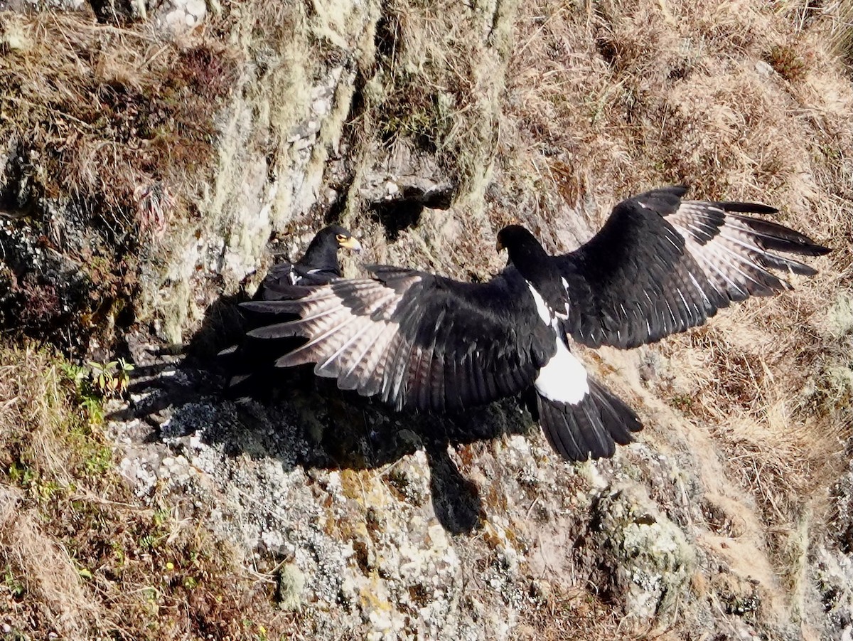 Verreaux's Eagle - ML652173183