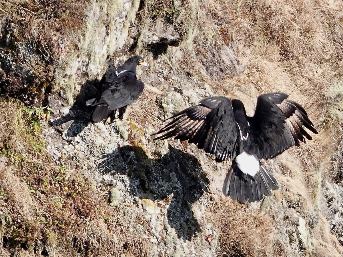 Verreaux's Eagle - ML652173184