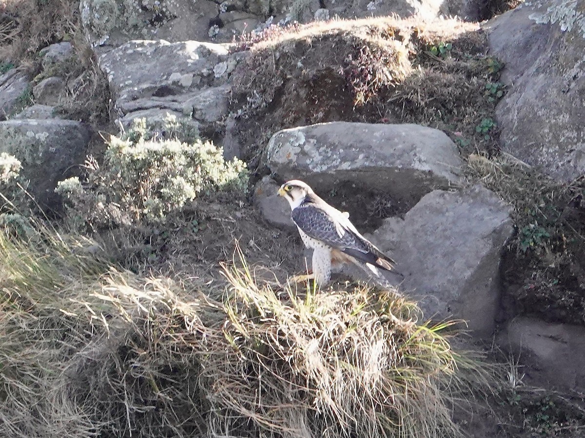 Lanner Falcon - ML652173187