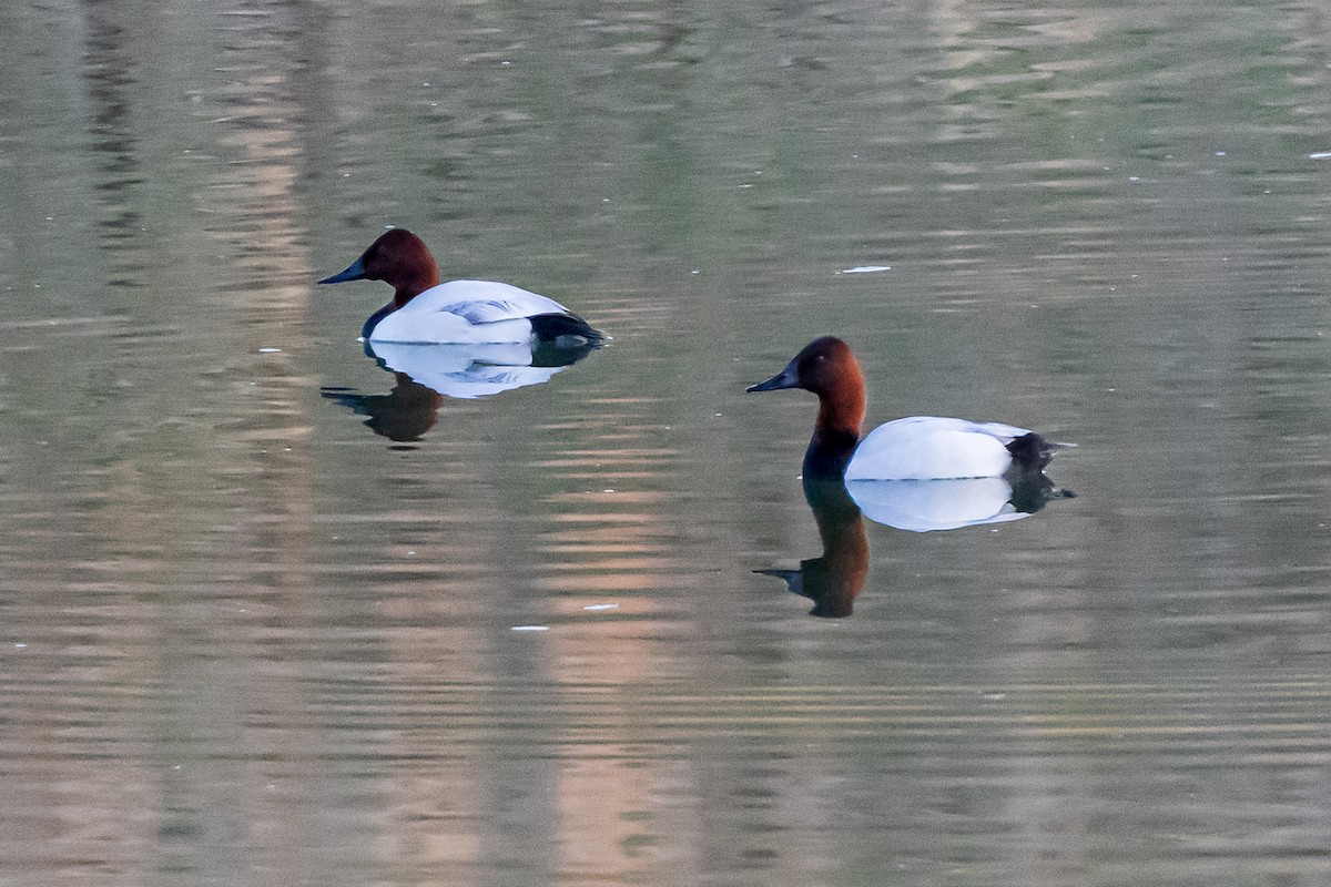 Canvasback - ML652173233