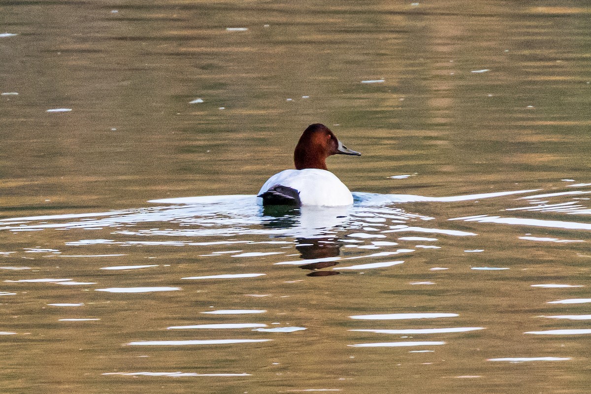Canvasback - ML652173234