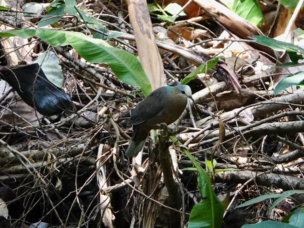 Lemon Dove - ML652173279