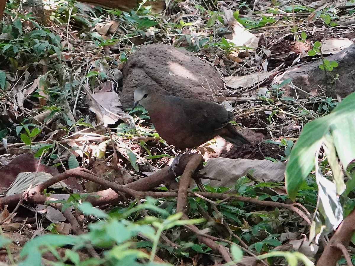 Lemon Dove - ML652173280