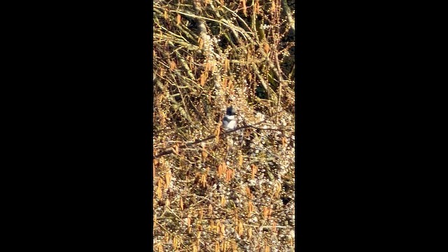 שלדג אמריקני - ML652173285