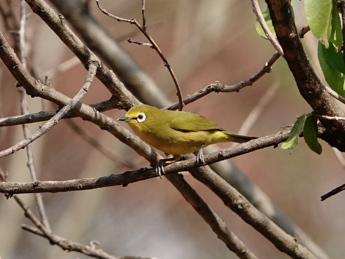 Kafa White-eye - ML652173292