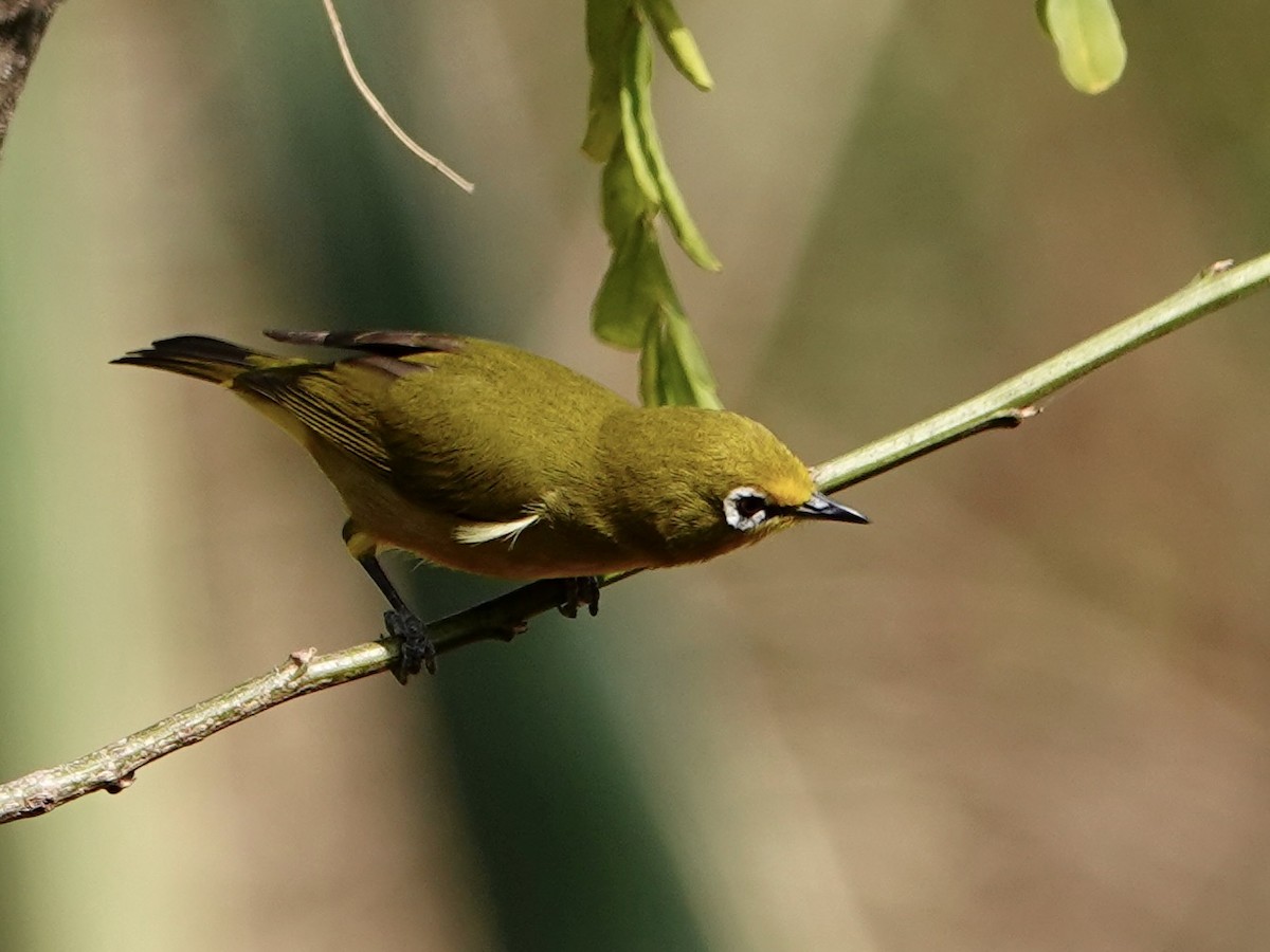 Kafa White-eye - ML652173293