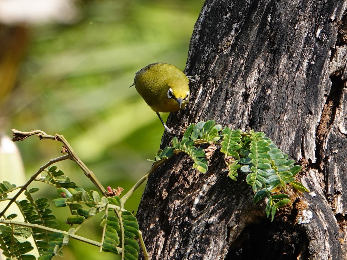 Kafa White-eye - ML652173294