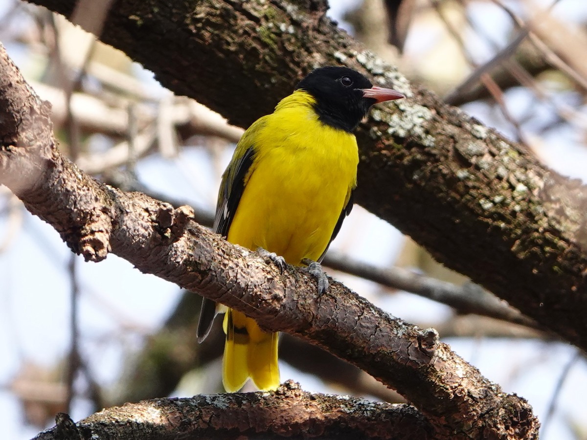 Ethiopian Black-headed Oriole - ML652173308