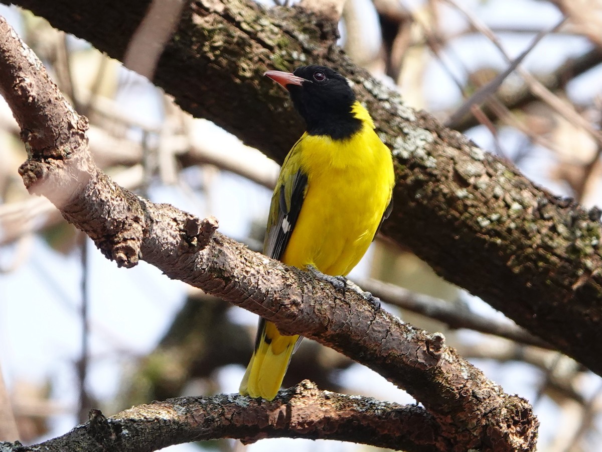 Ethiopian Black-headed Oriole - ML652173309