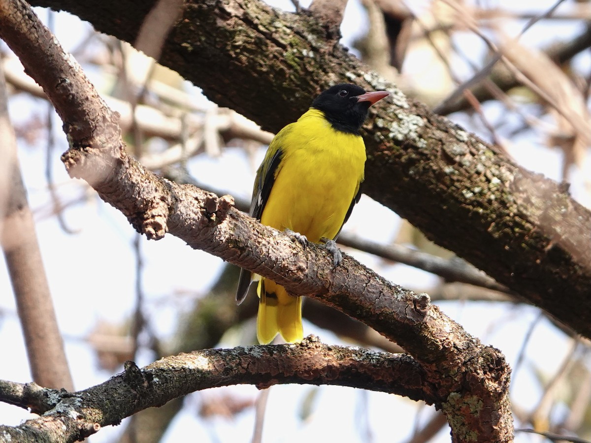 Ethiopian Black-headed Oriole - ML652173310