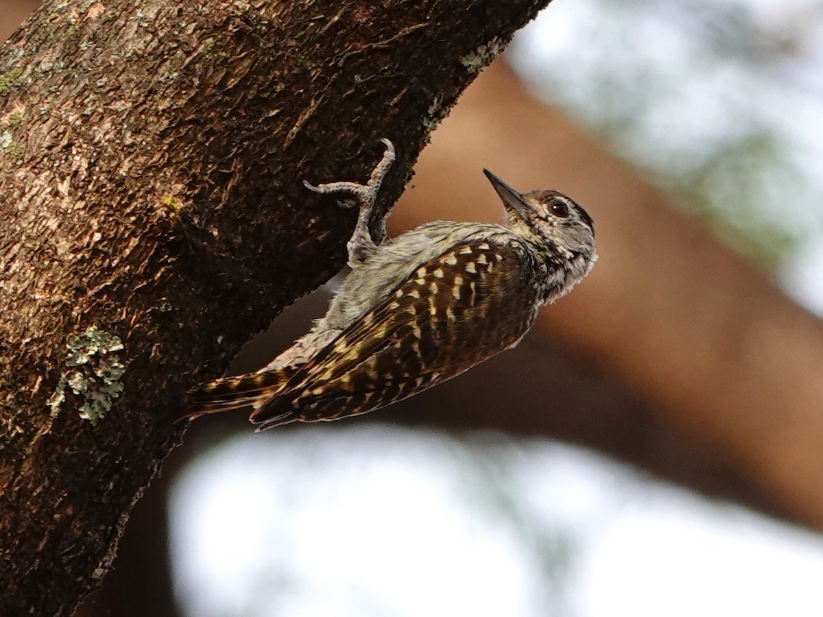 Cardinal Woodpecker - ML652173327