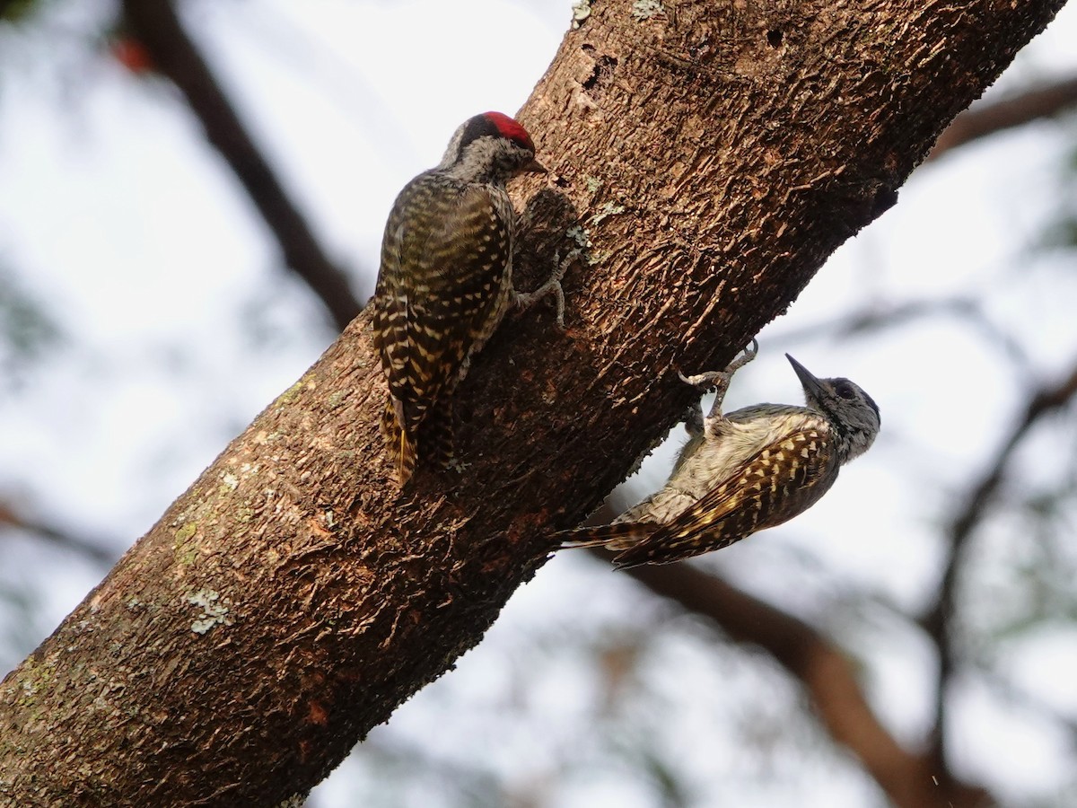 Cardinal Woodpecker - ML652173328
