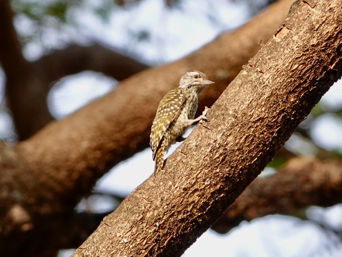 Cardinal Woodpecker - ML652173329
