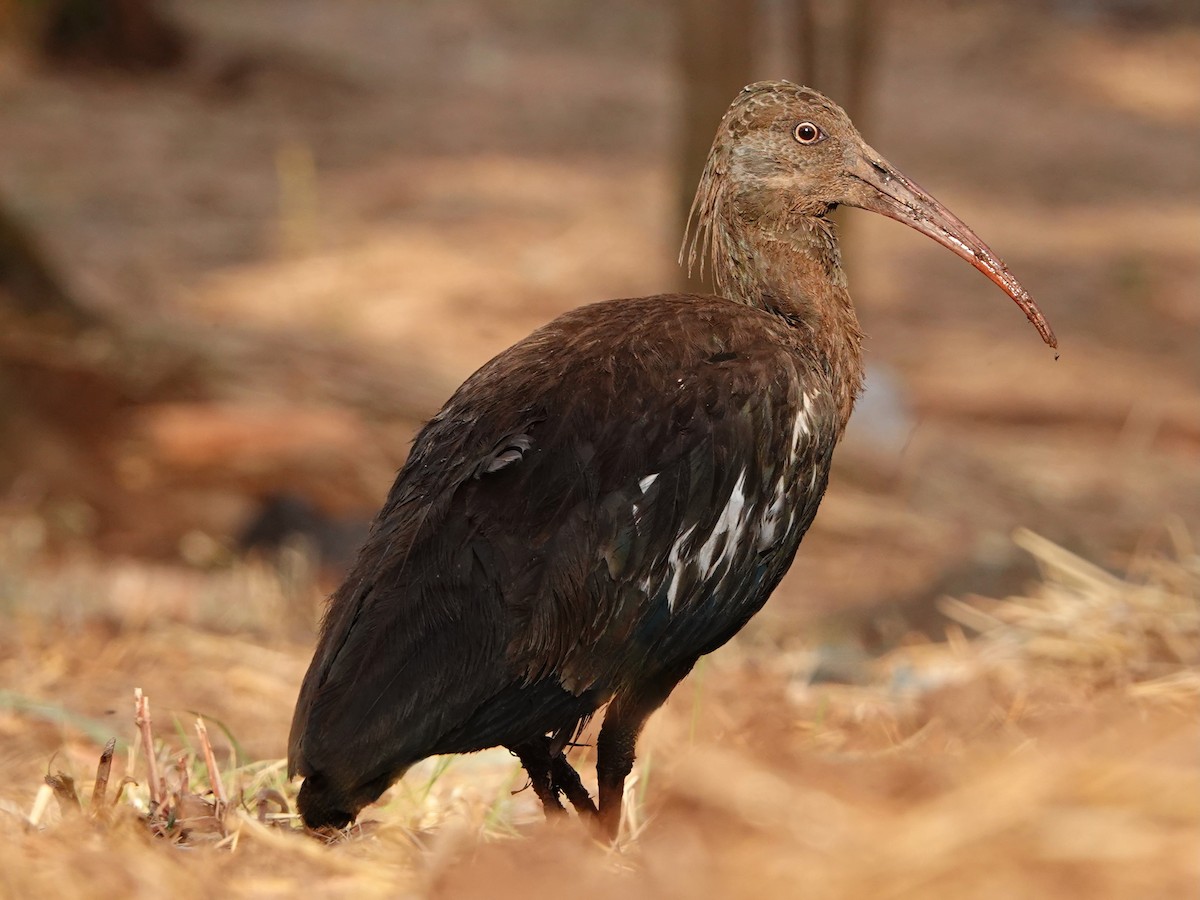 Wattled Ibis - ML652173338