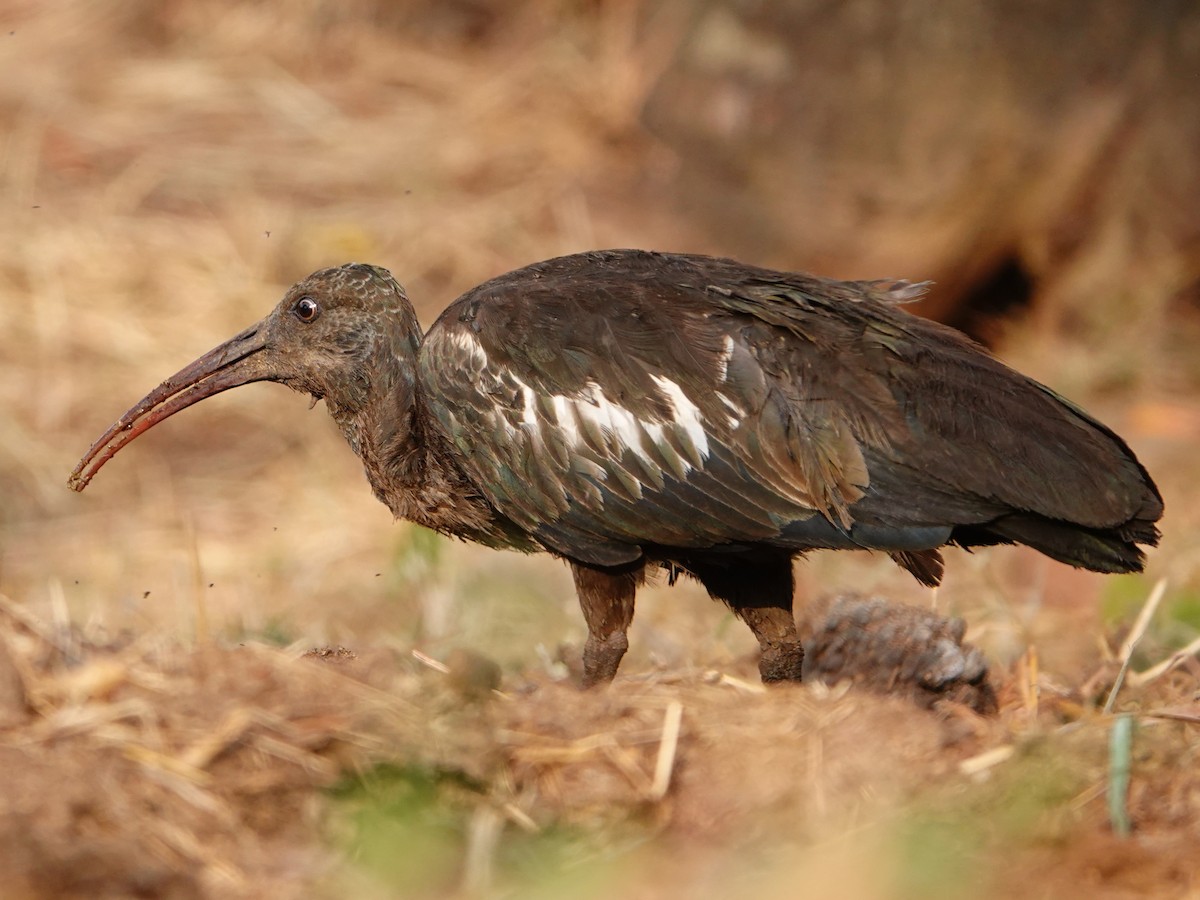 Wattled Ibis - ML652173340