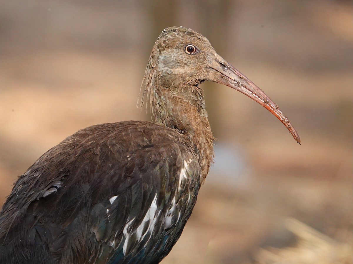 Wattled Ibis - ML652173341
