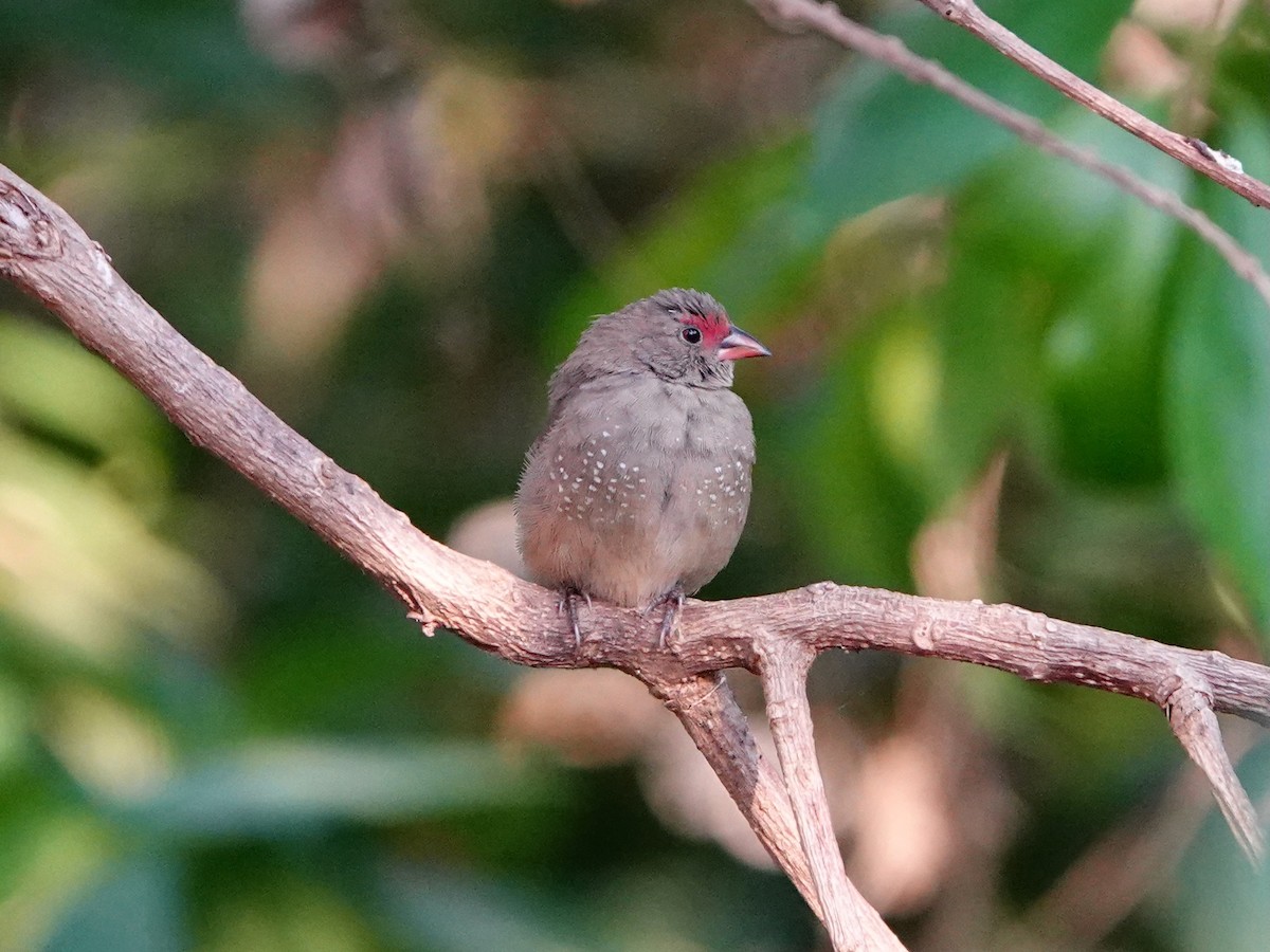 Red-billed Firefinch - ML652173347
