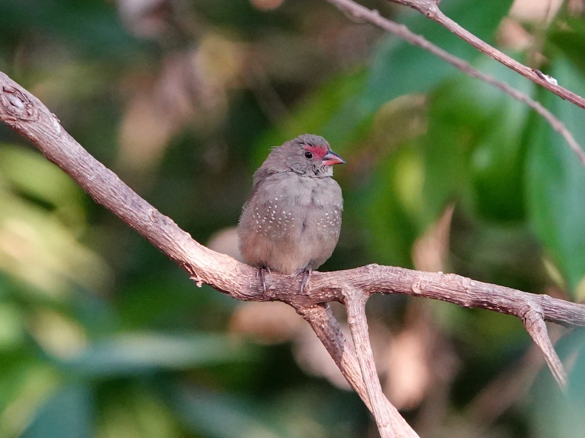 Red-billed Firefinch - ML652173348