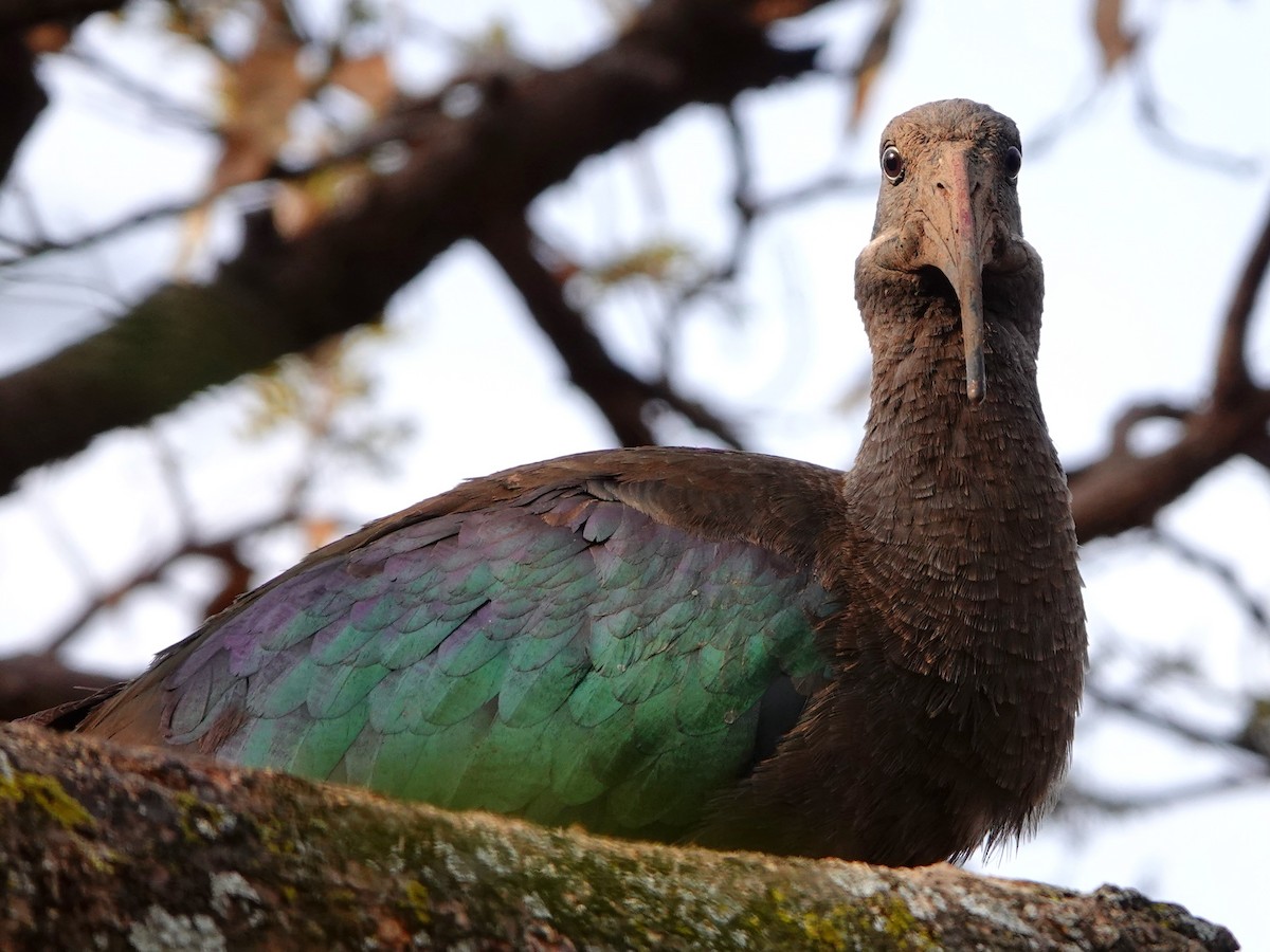 Hadada Ibis - ML652173352