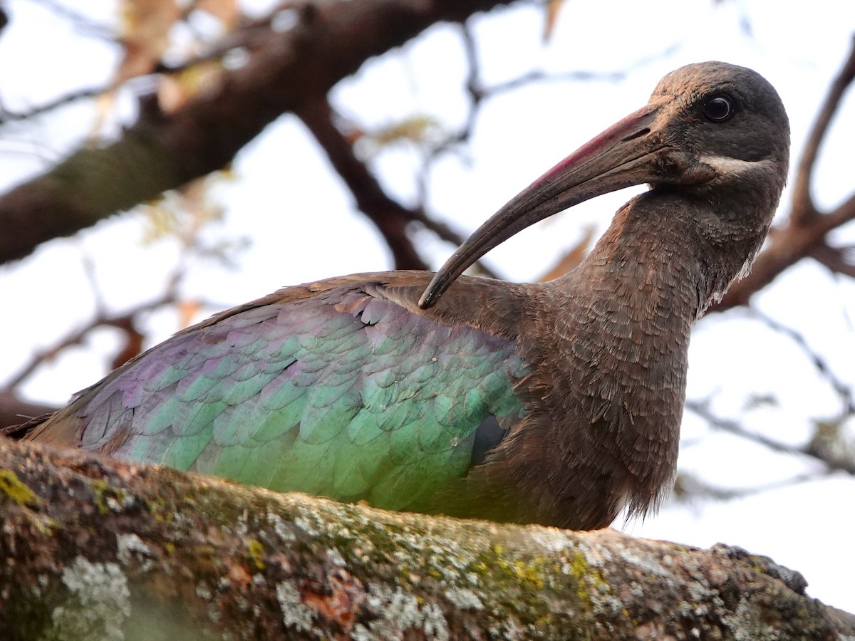 Hadada Ibis - ML652173353