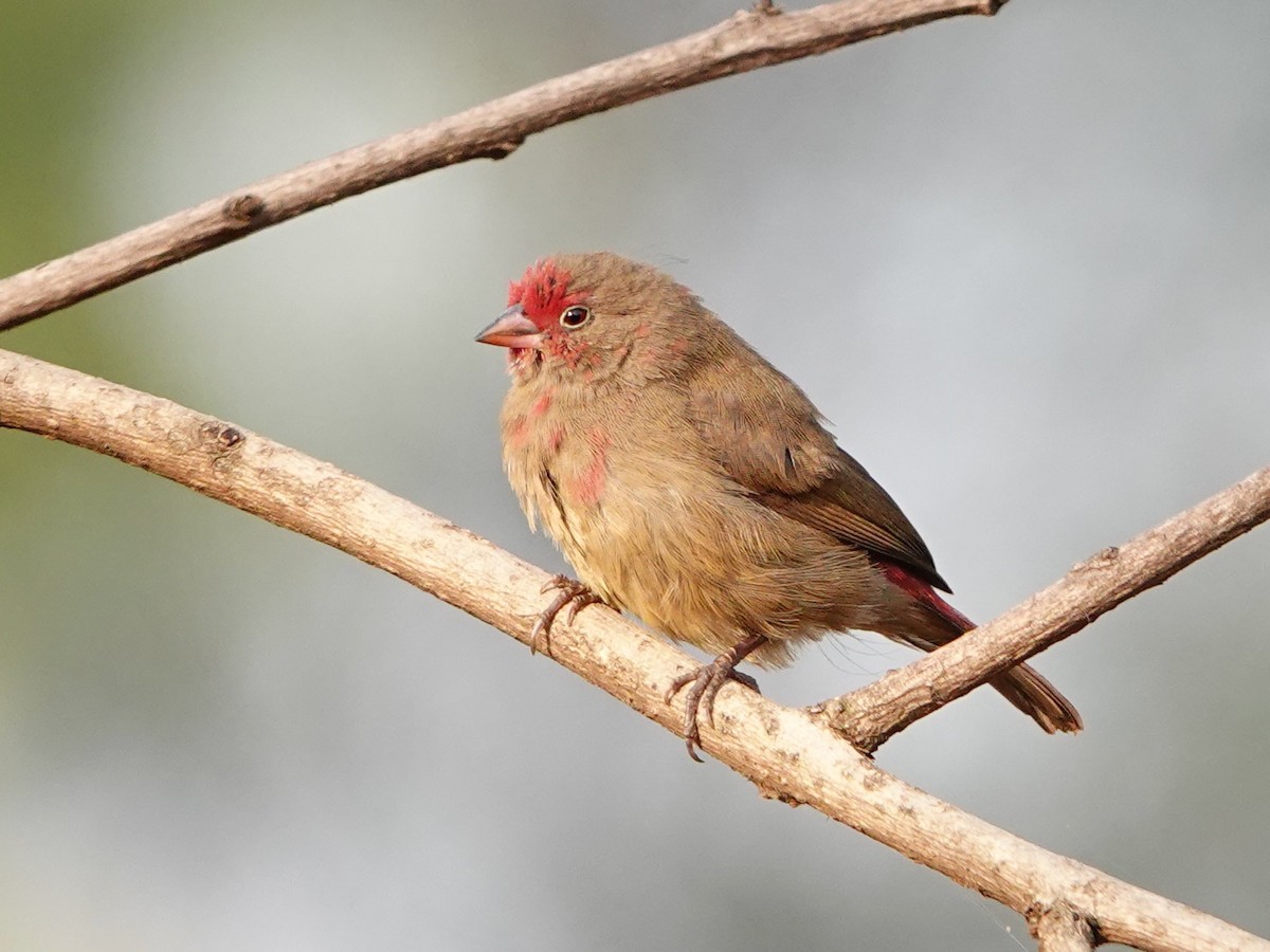 Red-billed Firefinch - ML652173381