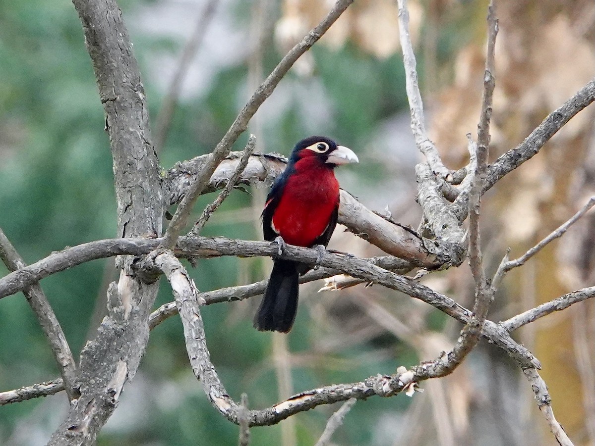 Double-toothed Barbet - ML652173423