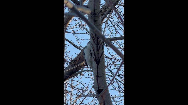 Дятел волохатий - ML652173446