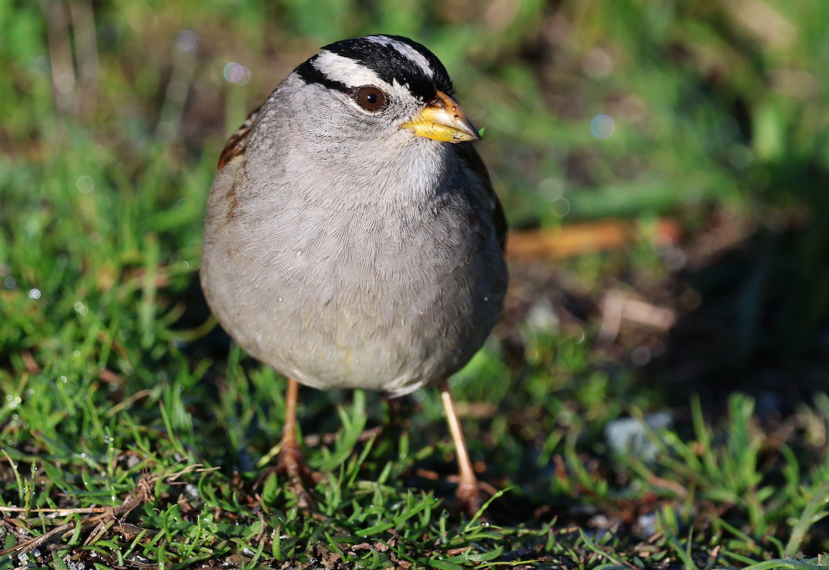 Chingolo Coroniblanco - ML652173545