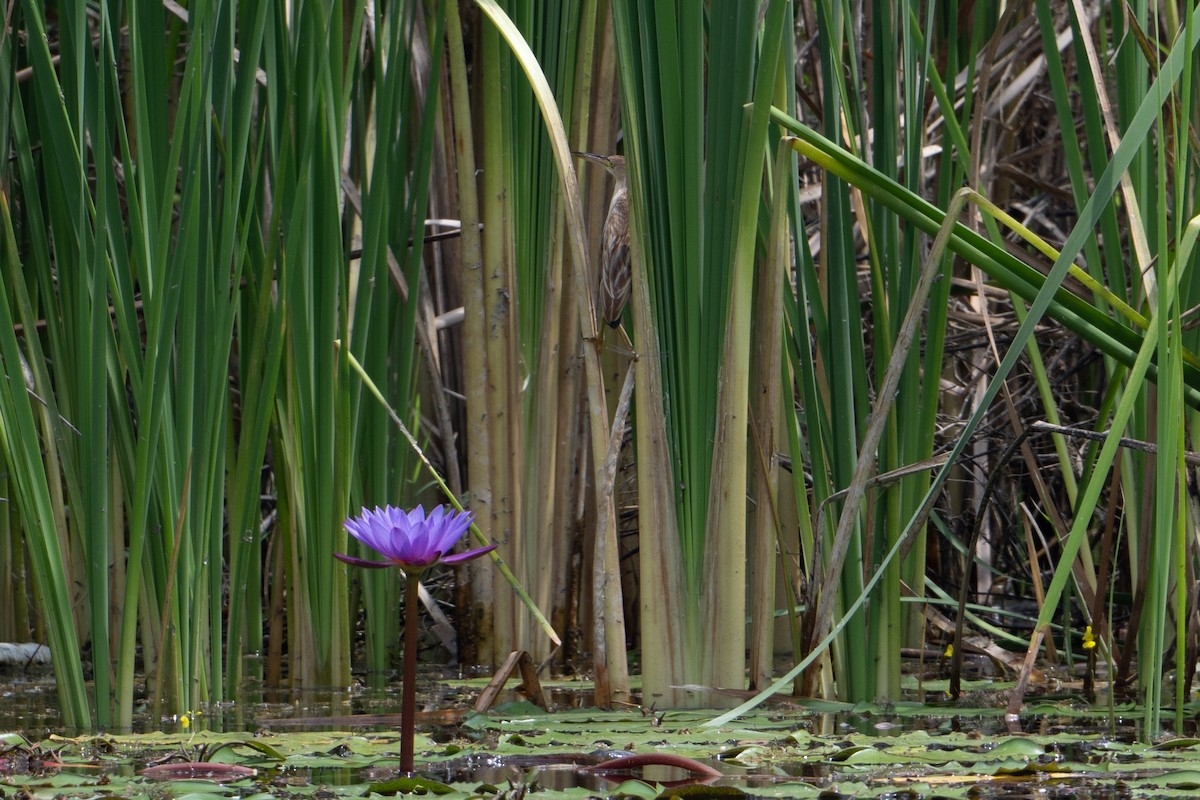 Yellow Bittern - ML652173605