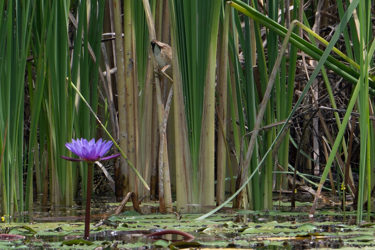 Yellow Bittern - ML652173609