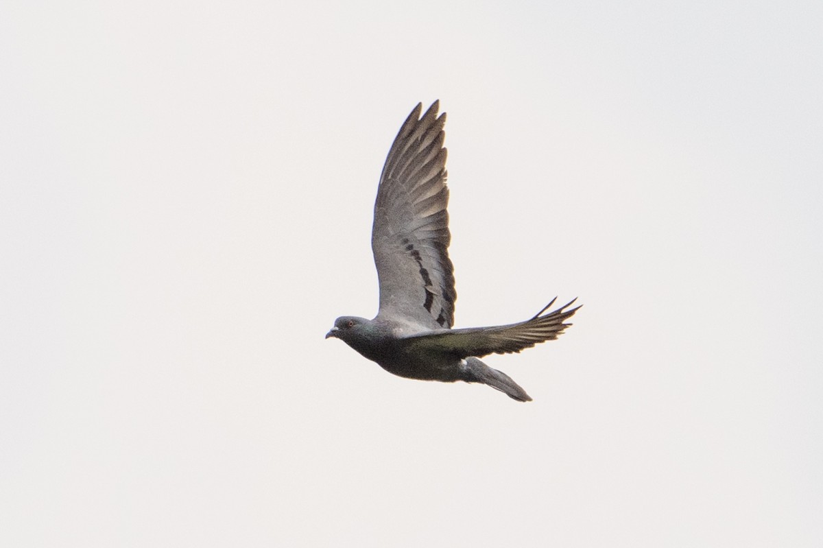 Rock Pigeon (Feral Pigeon) - ML652173614