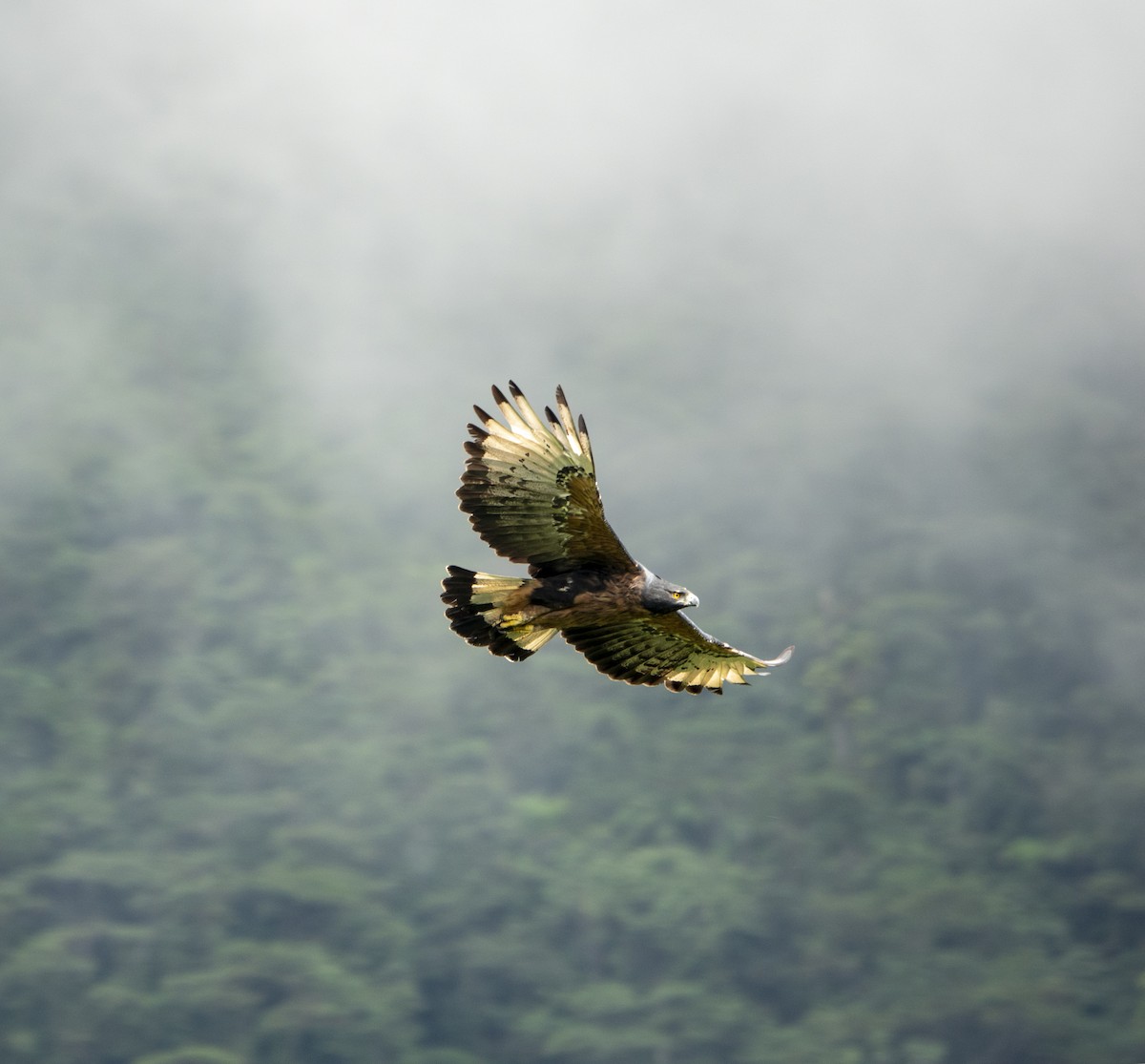 Орел Ісідори - ML652173639