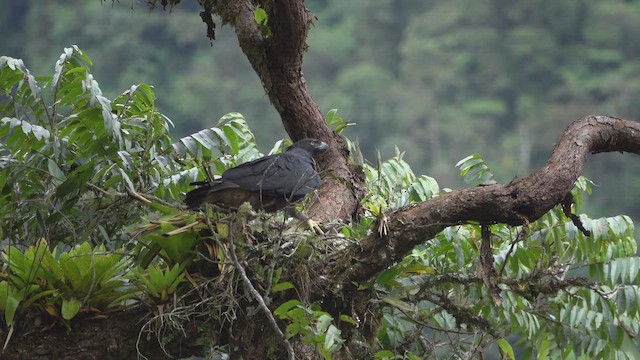 Орел Ісідори - ML652173641