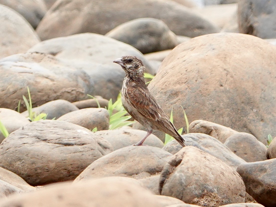 skřivan bělouchý - ML652173856