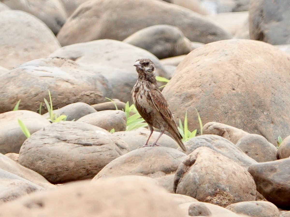 skřivan bělouchý - ML652173857