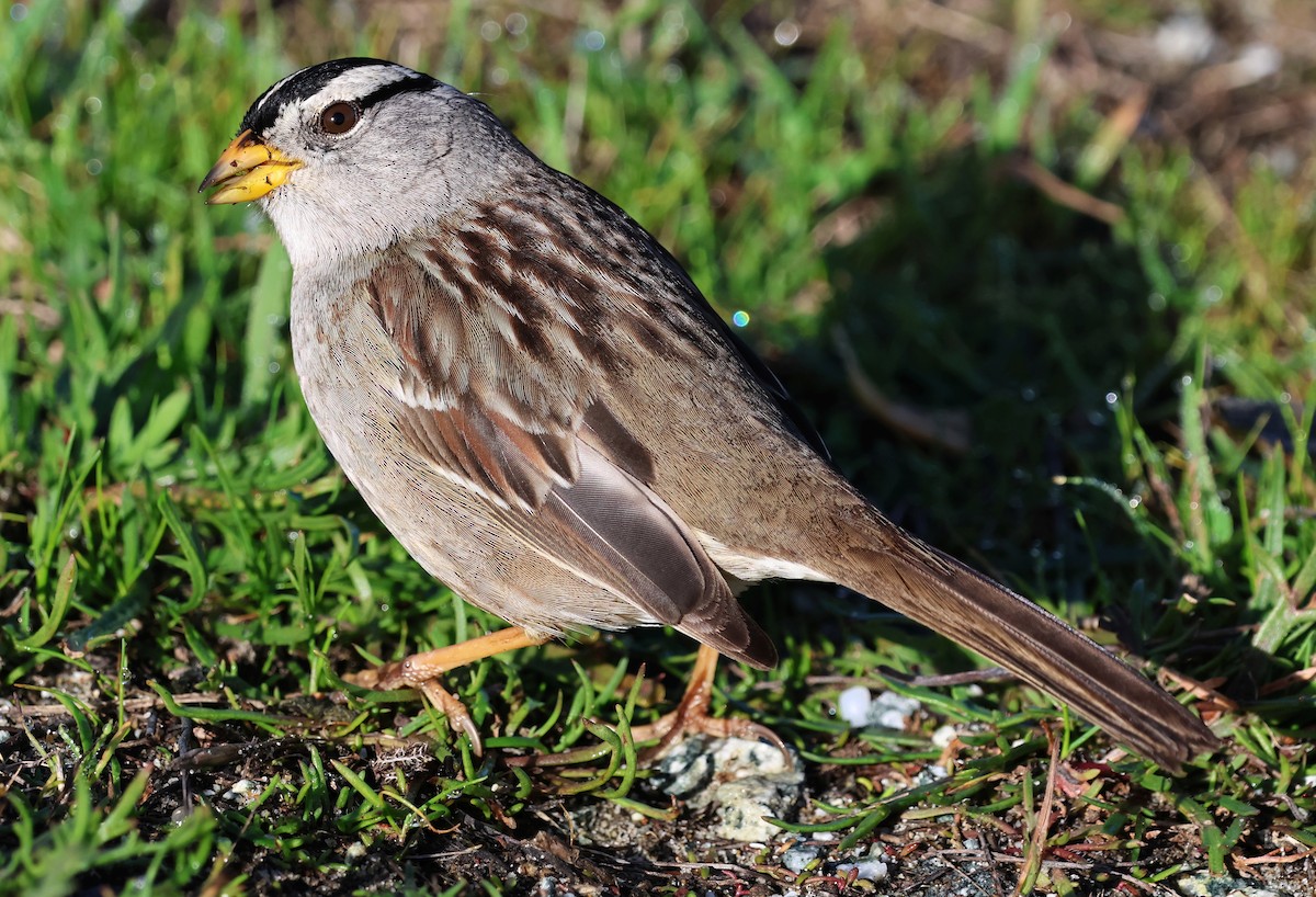 Chingolo Coroniblanco - ML652174073
