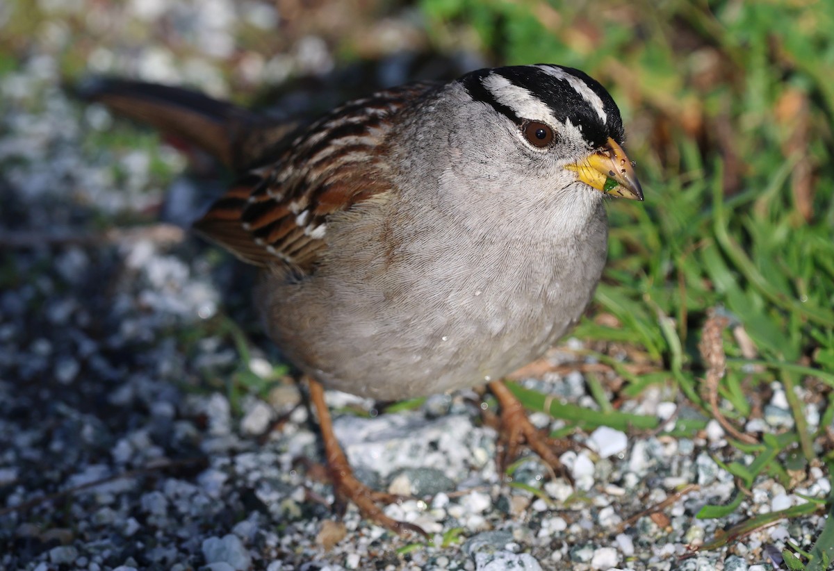 Chingolo Coroniblanco - ML652174178