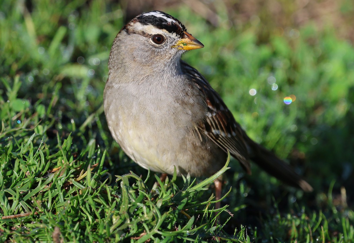 Chingolo Coroniblanco - ML652174320