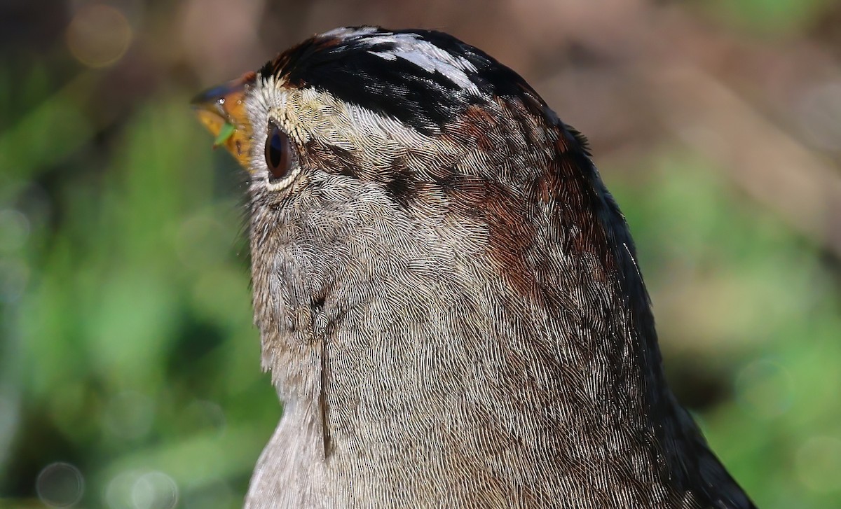 Chingolo Coroniblanco - ML652174426