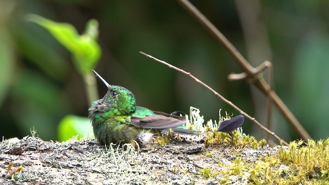Колібрі-пухоніг перуанський - ML652174534