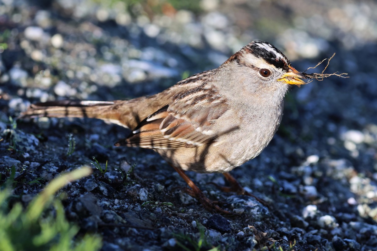 Chingolo Coroniblanco - ML652174595