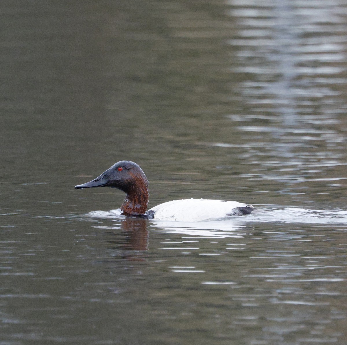 Canvasback - ML652174645